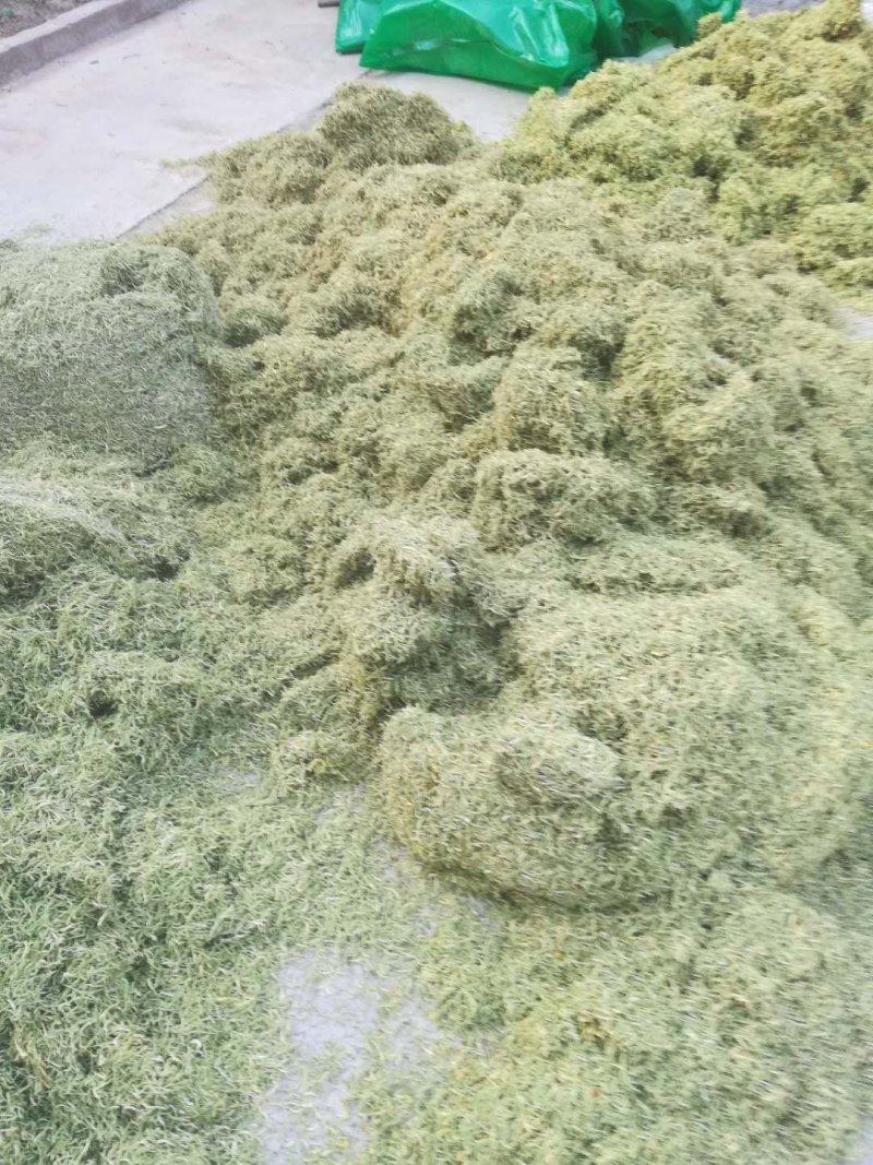 四季丰一号金银花