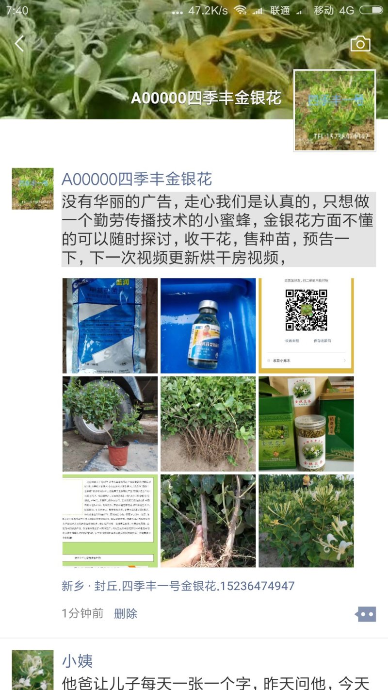 四季丰一号金银花