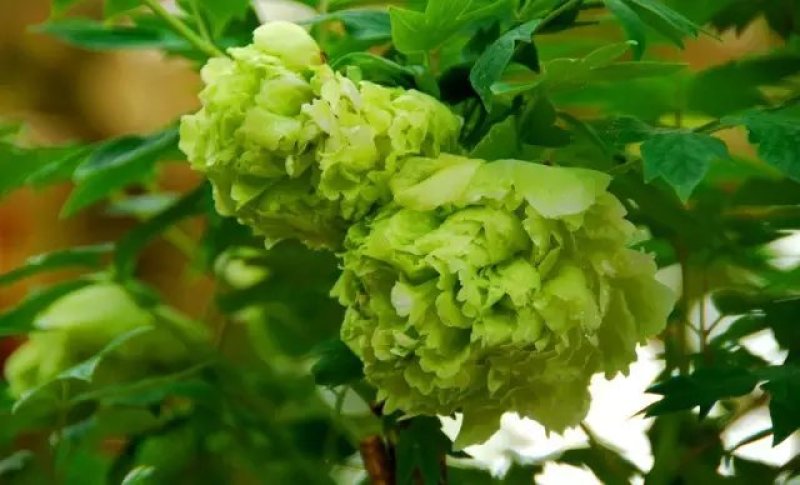 鲁粉2cm以下4cm以下0.5米以下