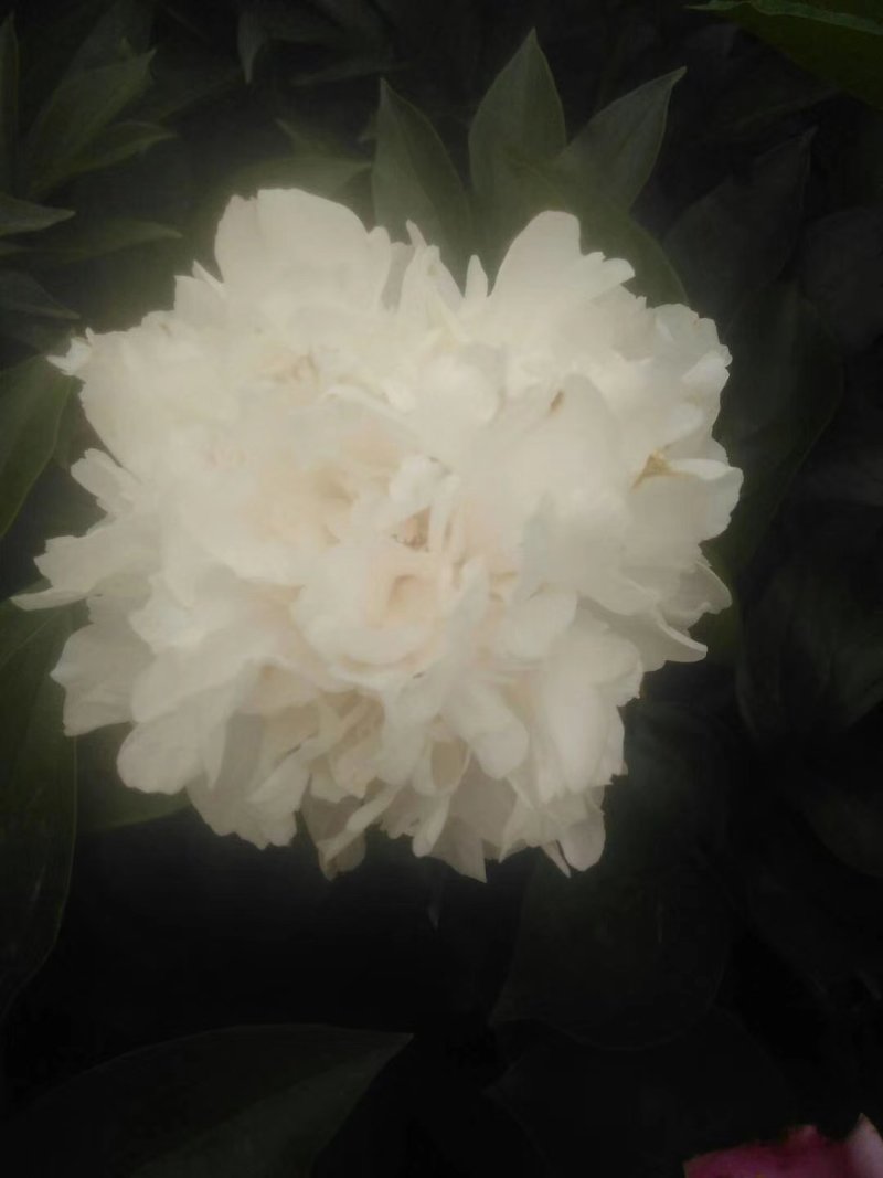 白芍种苗