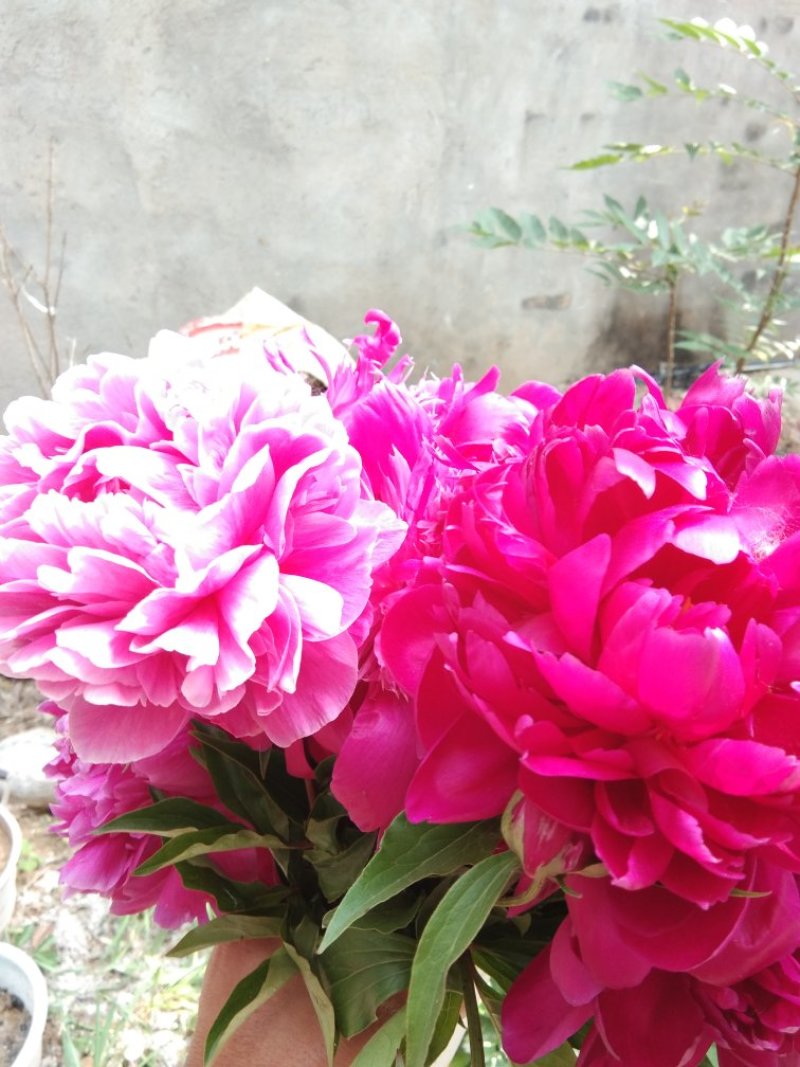白芍种苗