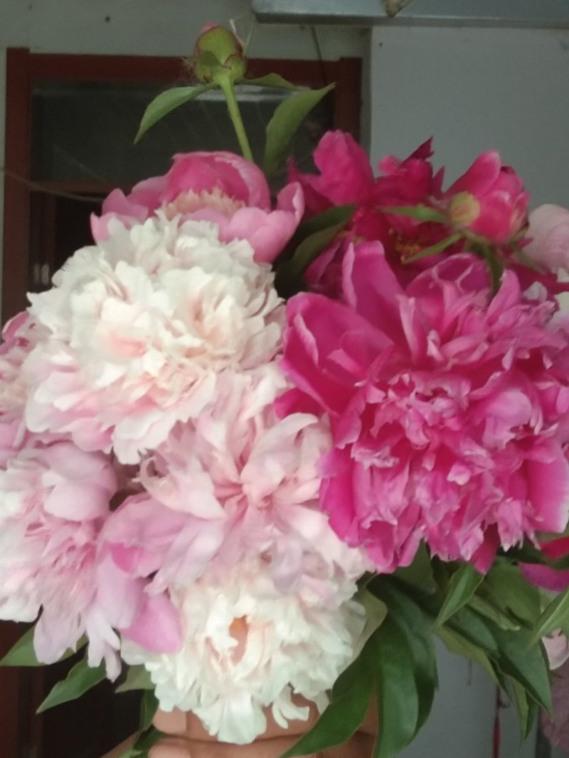 白芍种苗