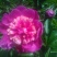 白芍种苗