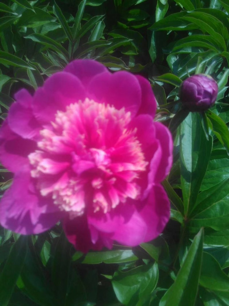 白芍种苗