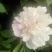 白芍种苗