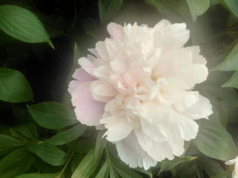 白芍种苗