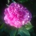 白芍种苗