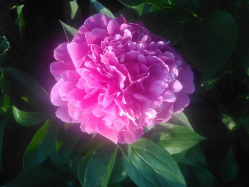 白芍种苗