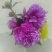 白芍种苗