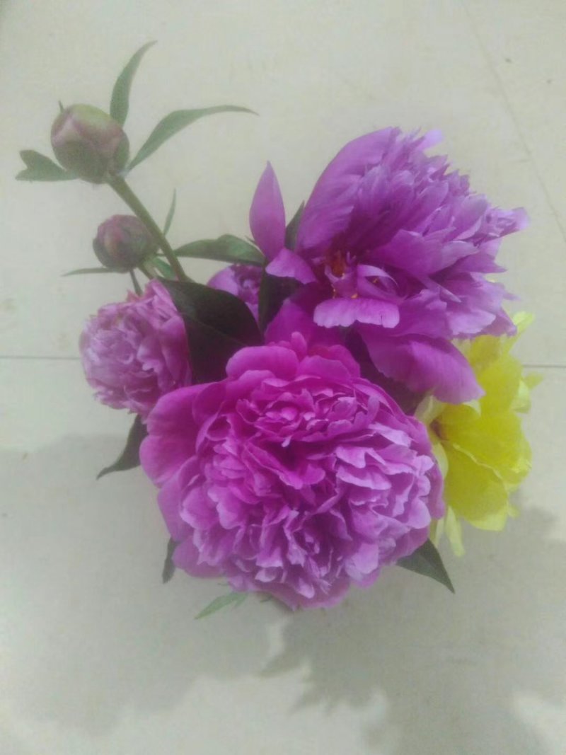 白芍种苗