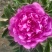白芍种苗