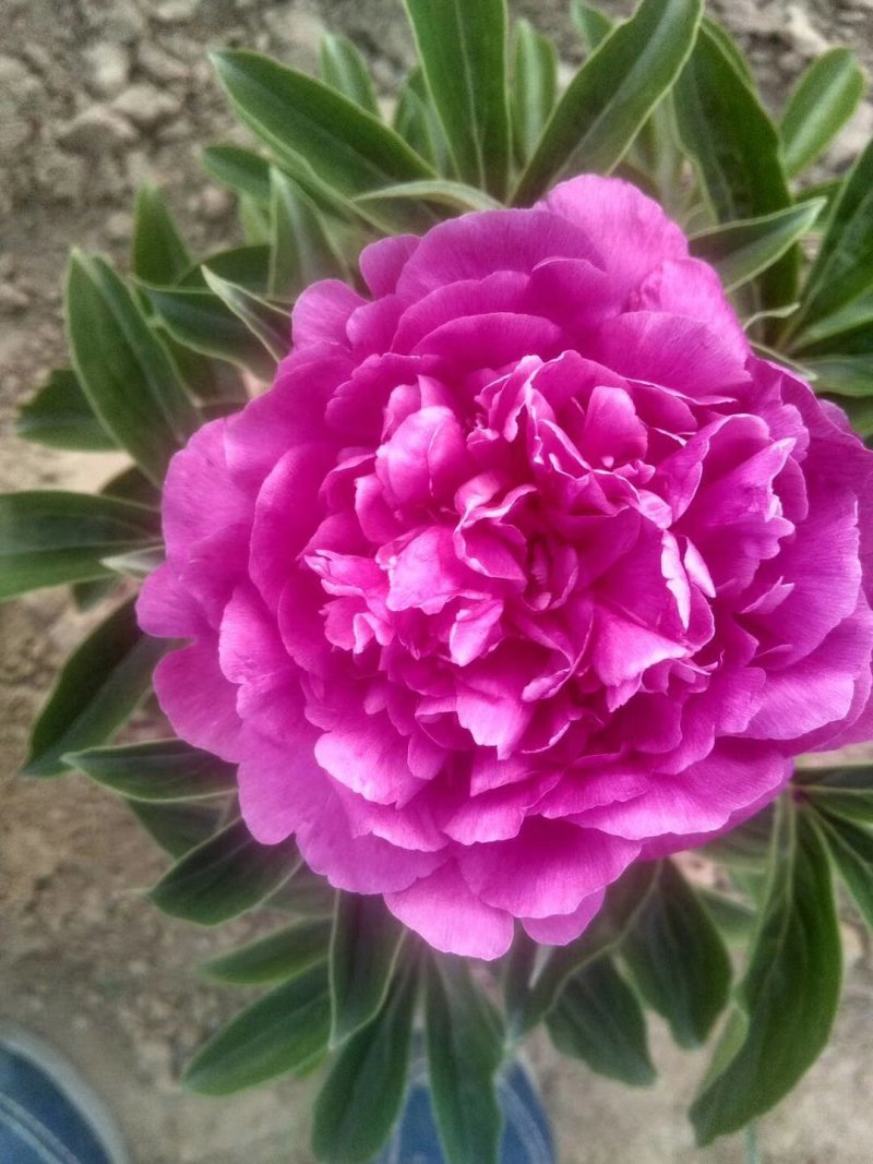 白芍种苗