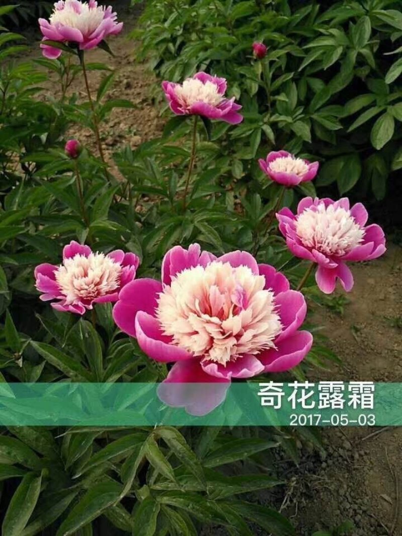 菏泽欣鼎观赏牡丹芍药苗批发，欢迎进店联系