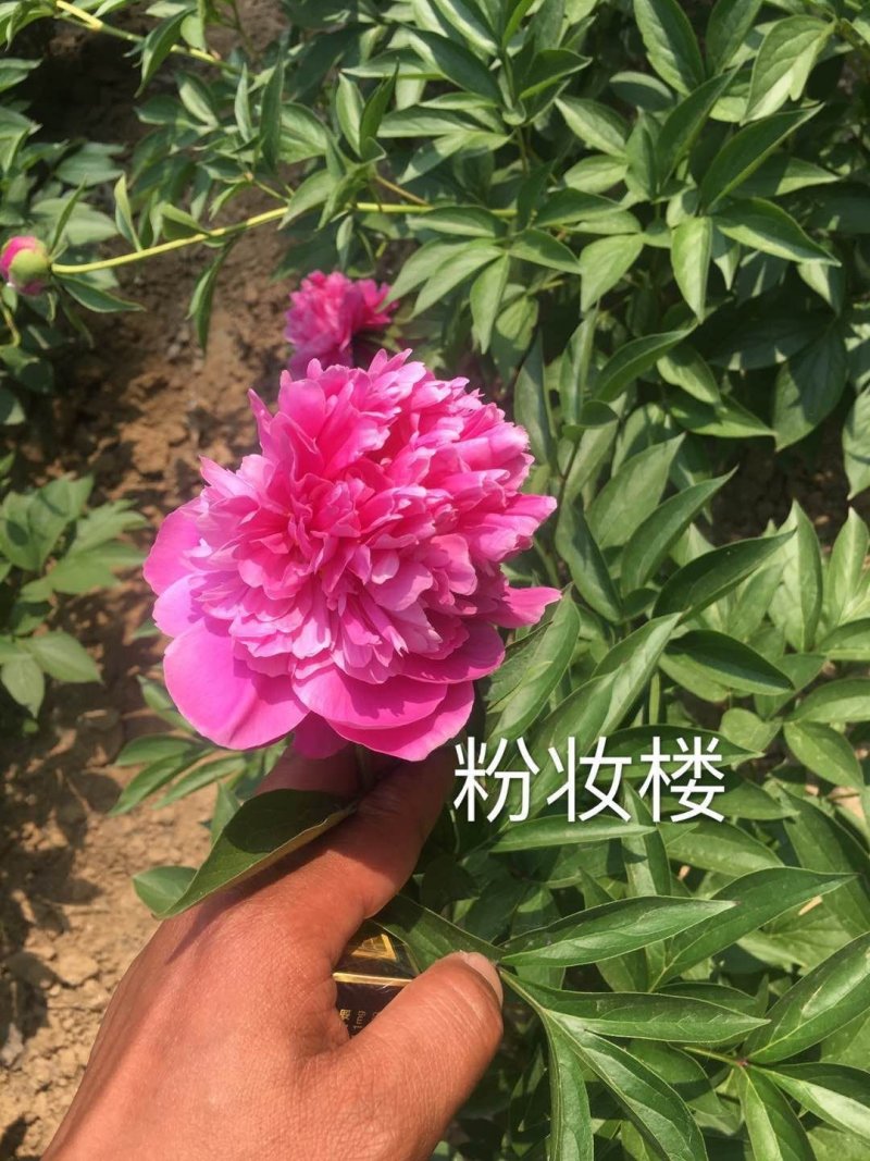 菏泽欣鼎观赏牡丹芍药苗批发，欢迎进店联系