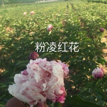 菏泽欣鼎观赏牡丹芍药苗批发，欢迎进店联系