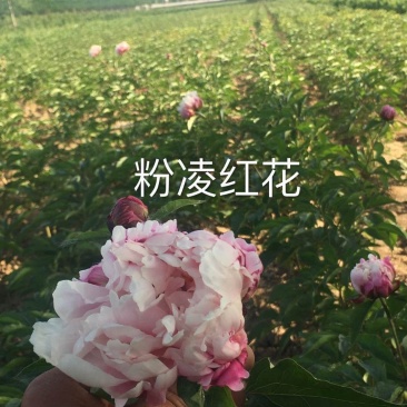 菏泽欣鼎观赏牡丹芍药苗批发，欢迎进店联系