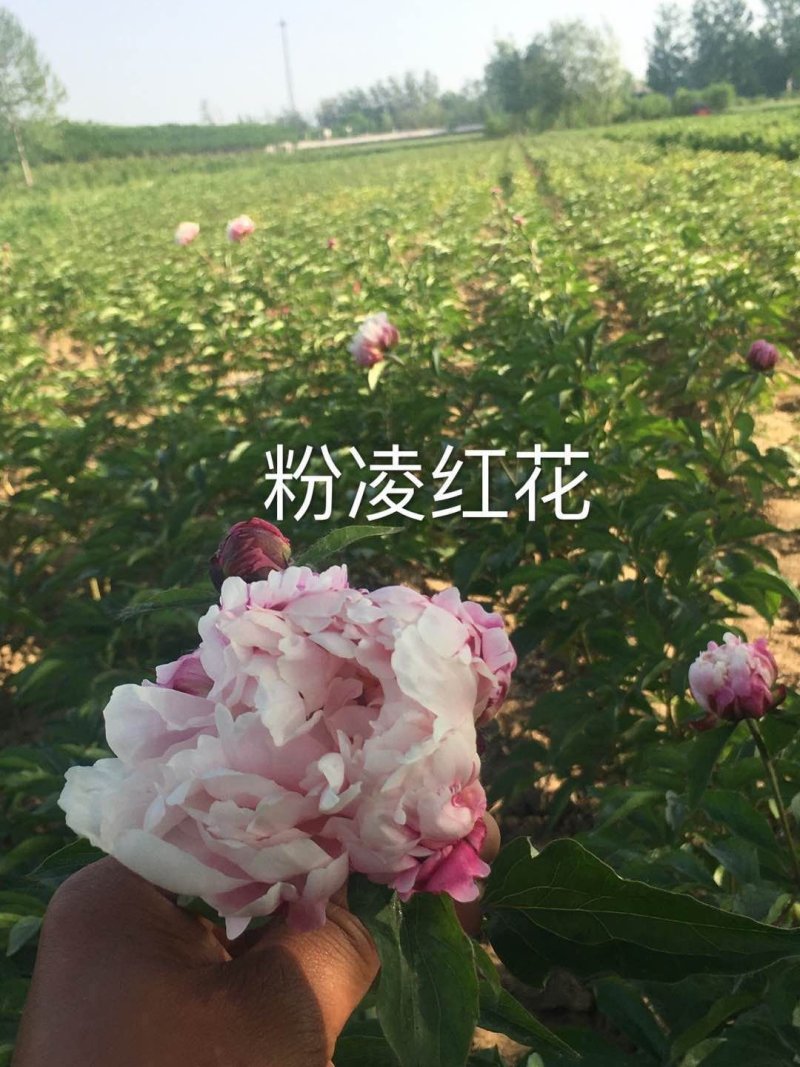 菏泽欣鼎观赏牡丹芍药苗批发，欢迎进店联系