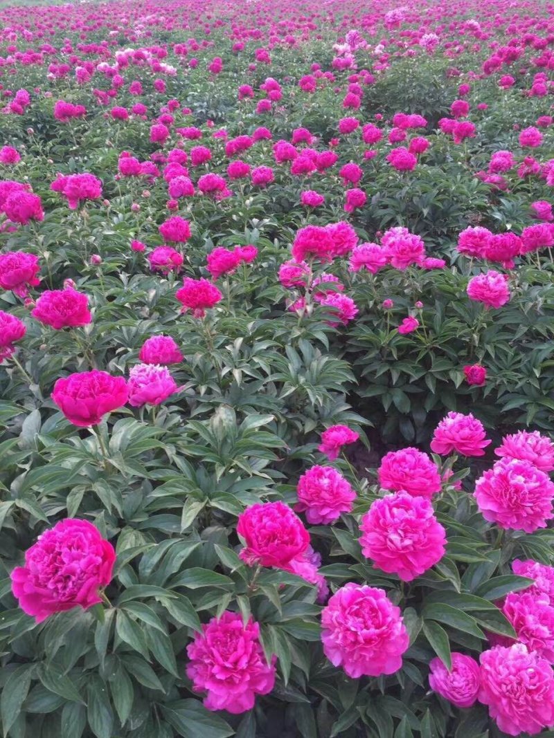 菏泽欣鼎观赏牡丹芍药苗批发，欢迎进店联系