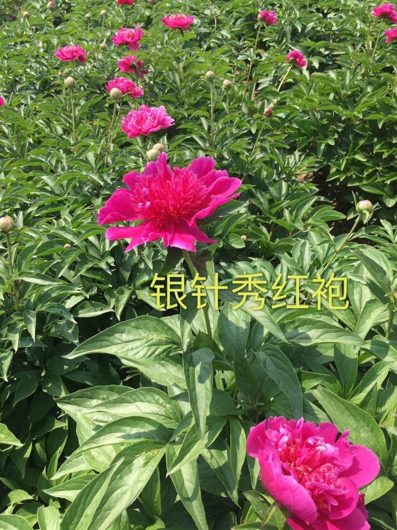 菏泽欣鼎观赏牡丹芍药苗批发，欢迎进店联系