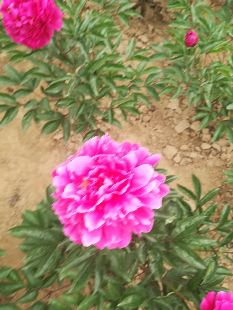 菏泽欣鼎观赏牡丹芍药苗批发，欢迎进店联系
