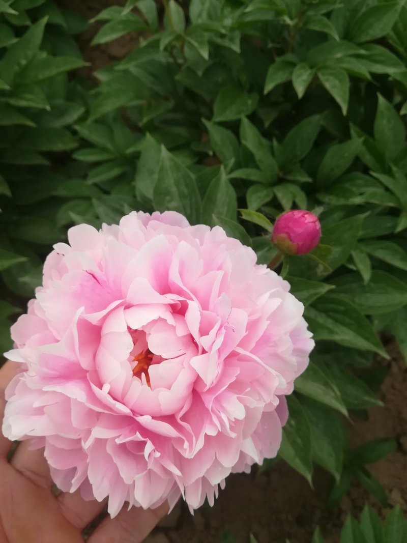 菏泽欣鼎观赏牡丹芍药苗批发，欢迎进店联系