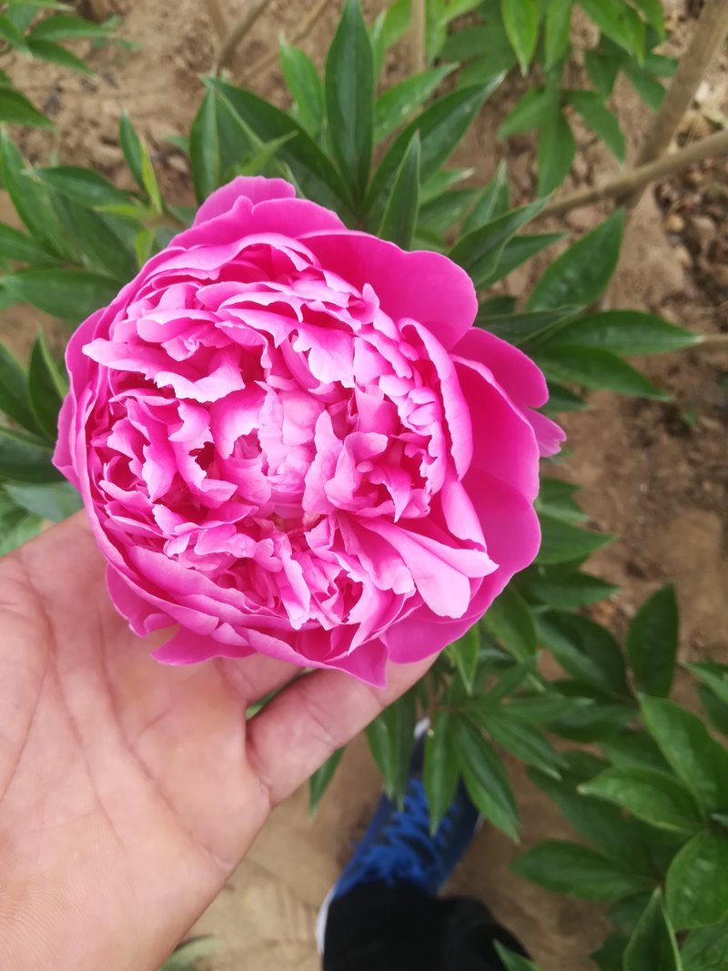 菏泽欣鼎观赏牡丹芍药苗批发，欢迎进店联系