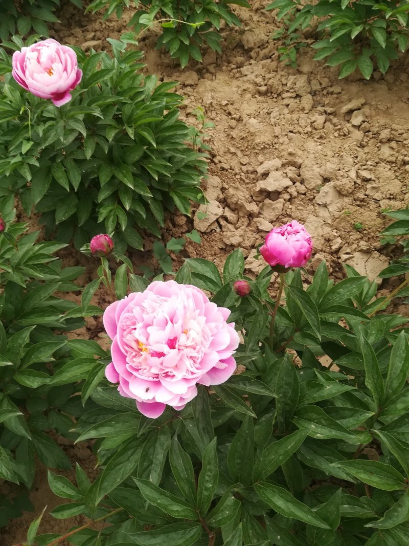 菏泽欣鼎观赏牡丹芍药苗批发，欢迎进店联系