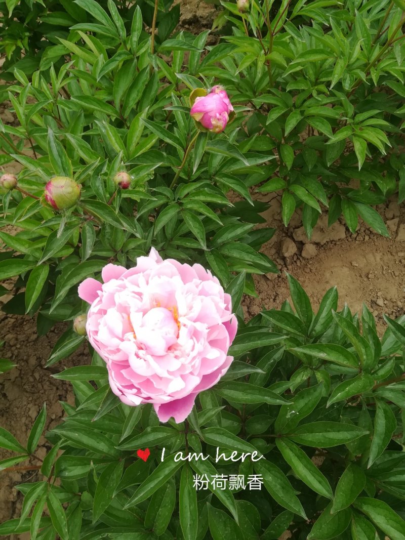 菏泽欣鼎观赏牡丹芍药苗批发，欢迎进店联系
