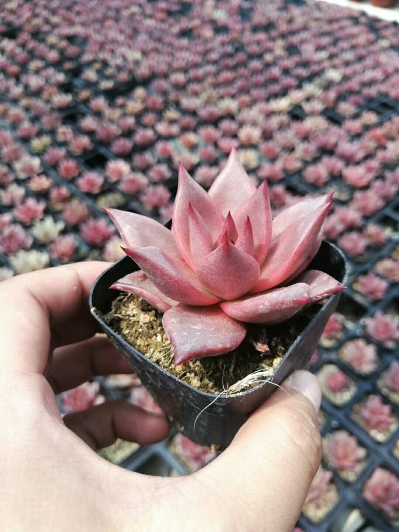 多肉批发，生石花，十二眷属均有，其他盆栽