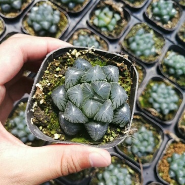多肉批发，生石花，十二眷属均有，其他盆栽