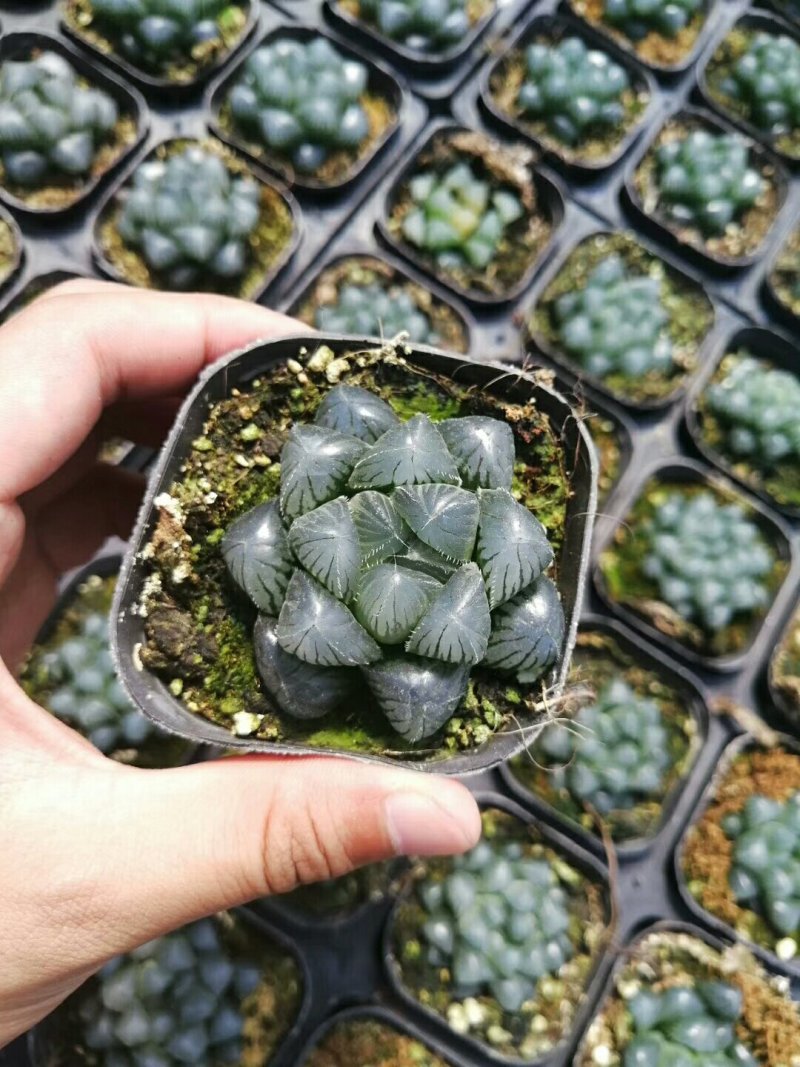 多肉批发，生石花，十二眷属均有，其他盆栽