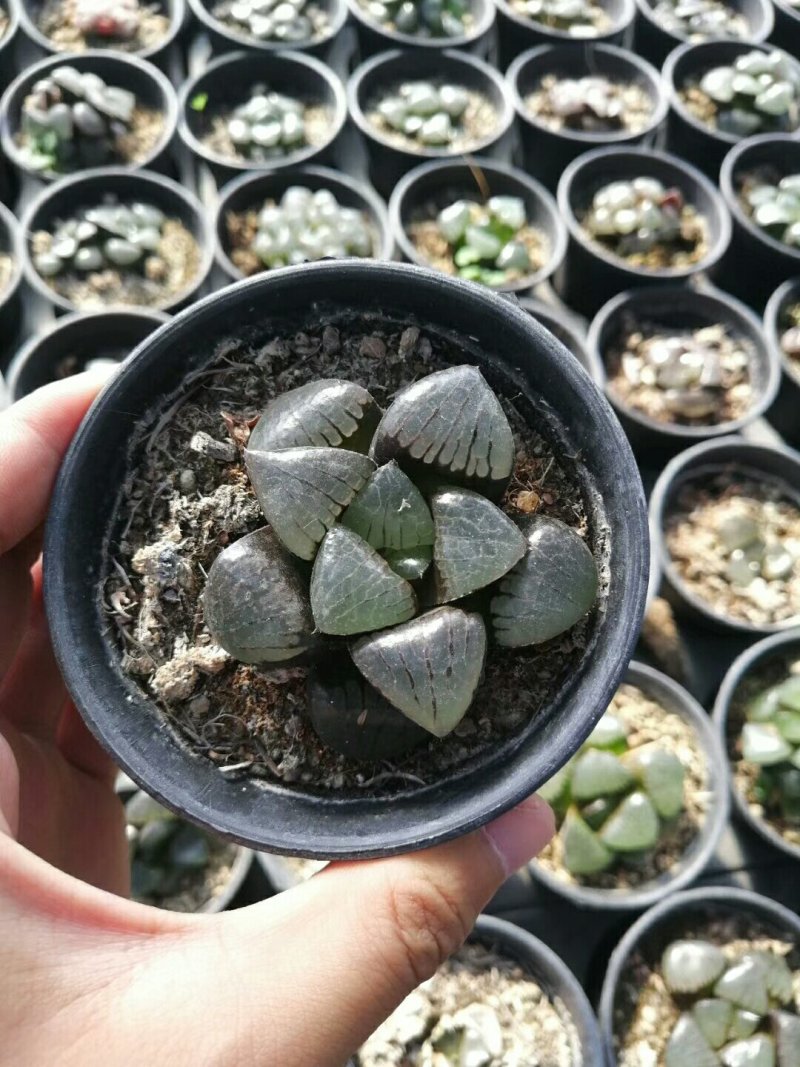 多肉批发，生石花，十二眷属均有，其他盆栽