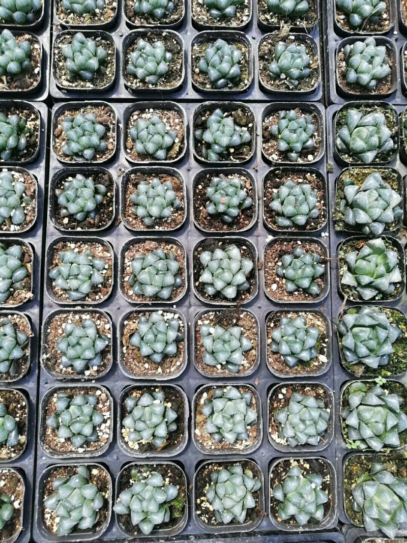 多肉批发，生石花，十二眷属均有，其他盆栽
