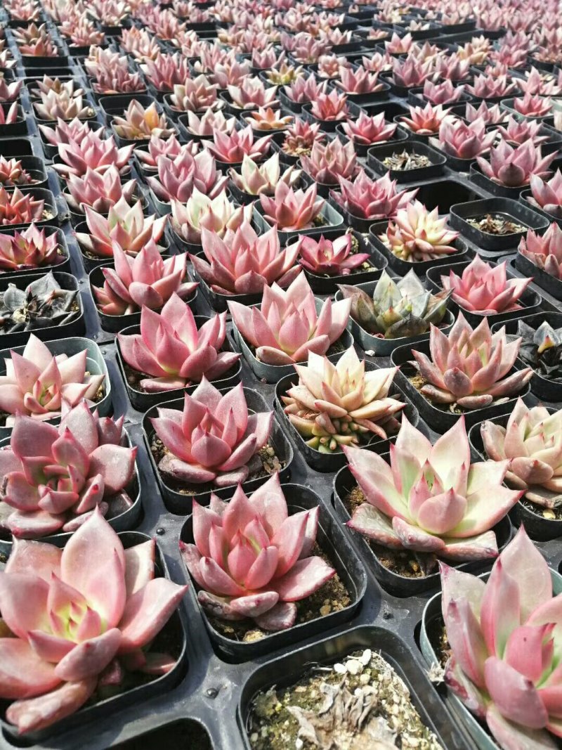 多肉批发，生石花，十二眷属均有，其他盆栽