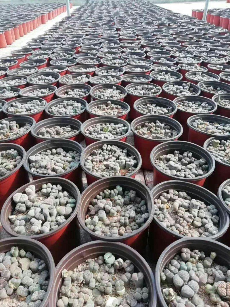 多肉批发，生石花，十二眷属均有，其他盆栽