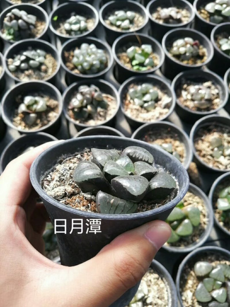 多肉批发，生石花，十二眷属均有，其他盆栽