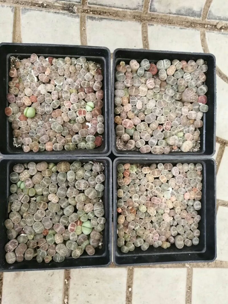 多肉批发，生石花，十二眷属均有，其他盆栽