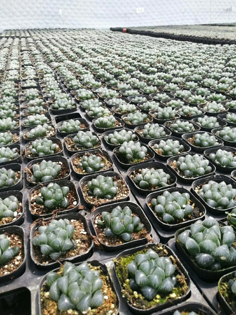 多肉批发，生石花，十二眷属均有，其他盆栽
