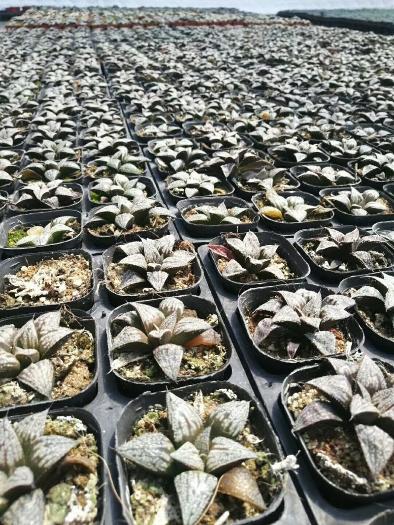 多肉批发，生石花，十二眷属均有，其他盆栽