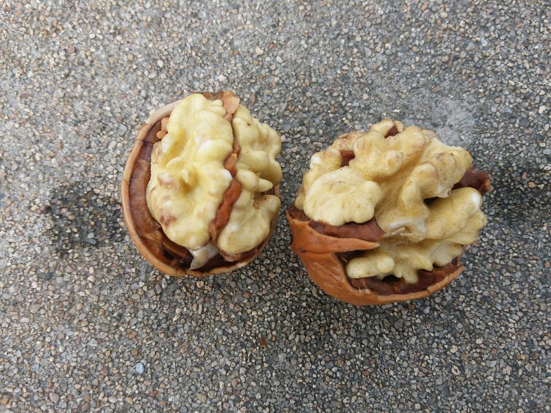 干核桃上市中，香菱薄皮，价格低质量好量大质优