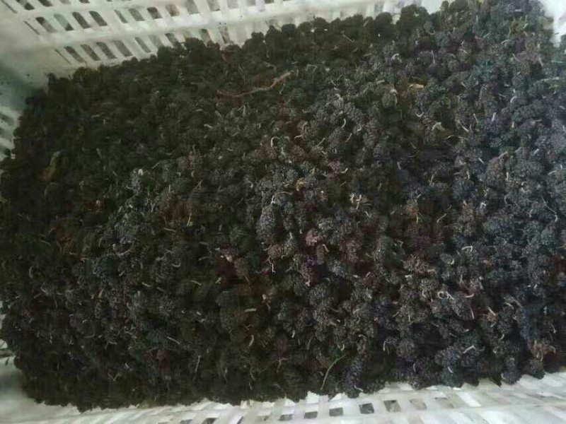 桑葚干