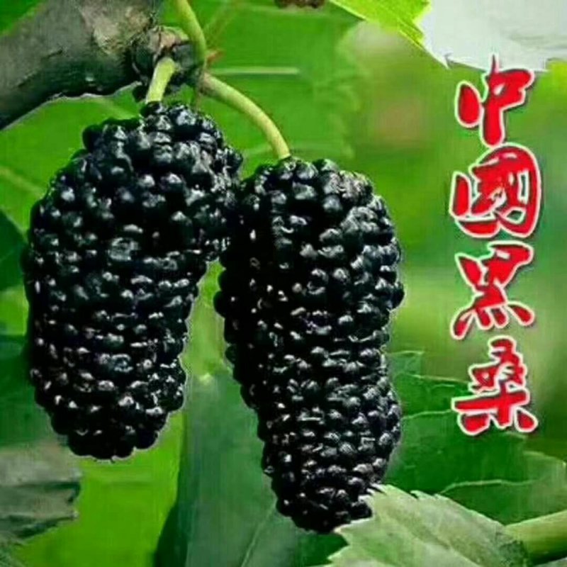 桑葚干