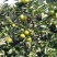 特早蜜橘，产地直供，口感好，佛山的蜜桔，果框运输一条龙服