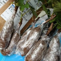 葡萄苗，蓝宝石葡萄苗，占地葡萄苗。嫁接葡萄苗。
