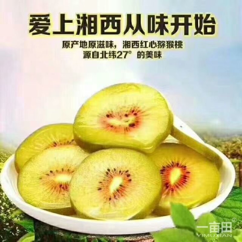松柏猕猴桃基地，欢迎各界老板前来选购