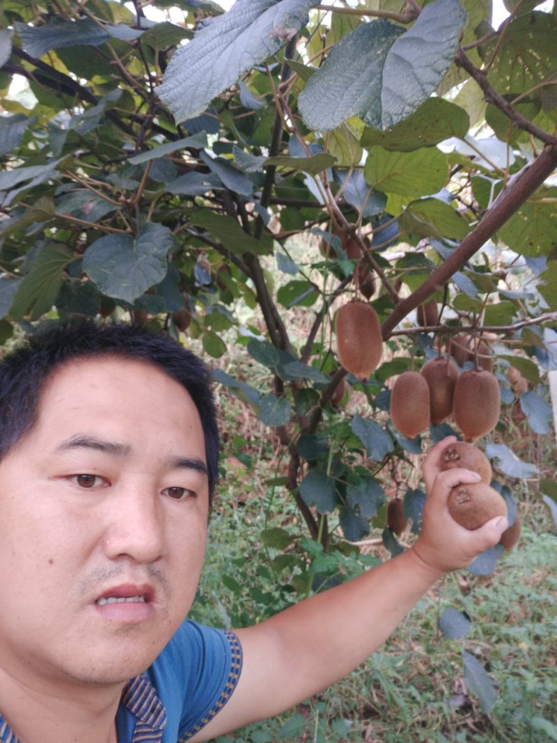 松柏猕猴桃基地，欢迎各界老板前来选购