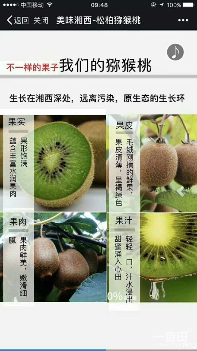 松柏猕猴桃基地，欢迎各界老板前来选购