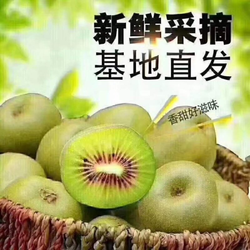 松柏猕猴桃基地，欢迎各界老板前来选购