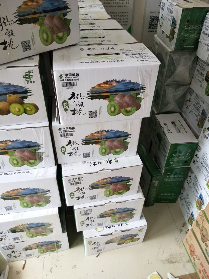 松柏猕猴桃基地，欢迎各界老板前来选购