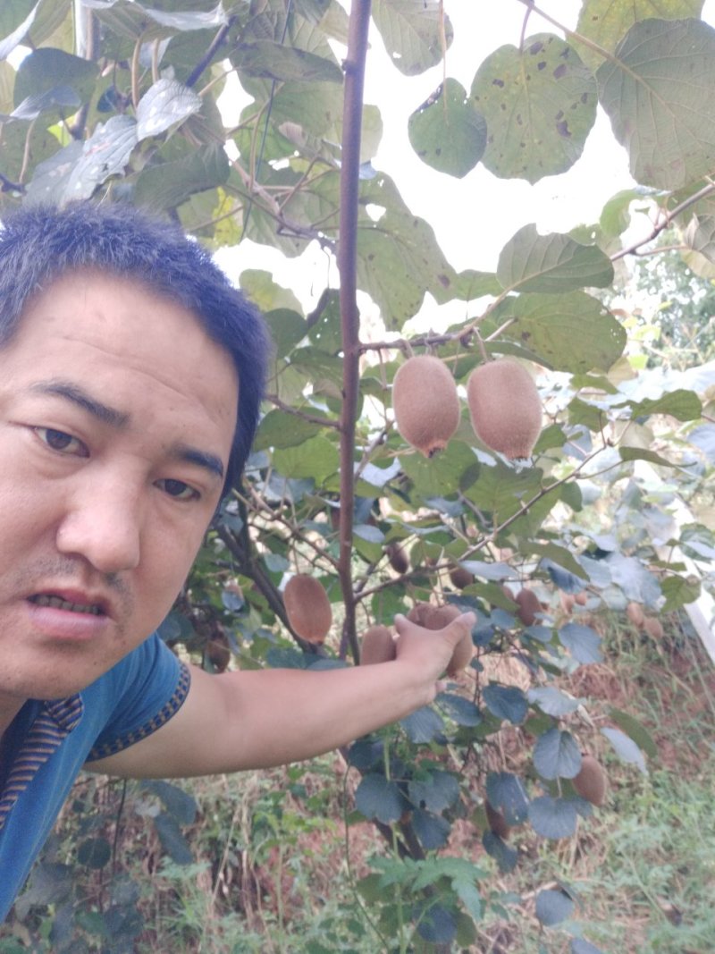 松柏猕猴桃基地，欢迎各界老板前来选购
